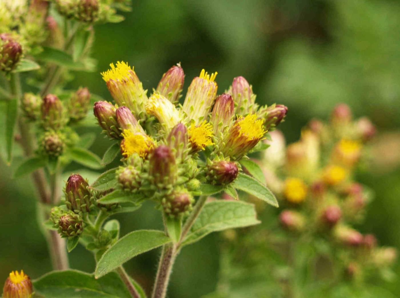 Ploughman's Spikenard flower